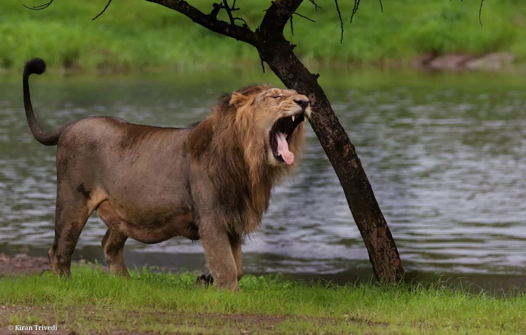 The Complete Gir Safari Guide
